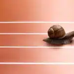 Snail race